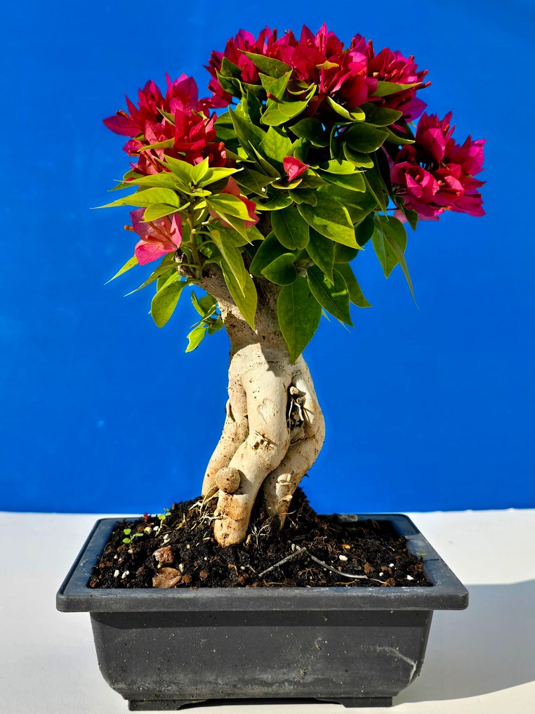 Μπουκαμβίλια 'Mini Thai' Μπονσάι - Ύψος (Δέντρο): 30 cm - Βάθος (Δέντρο): 12 cm - Ισραήλ #1.0