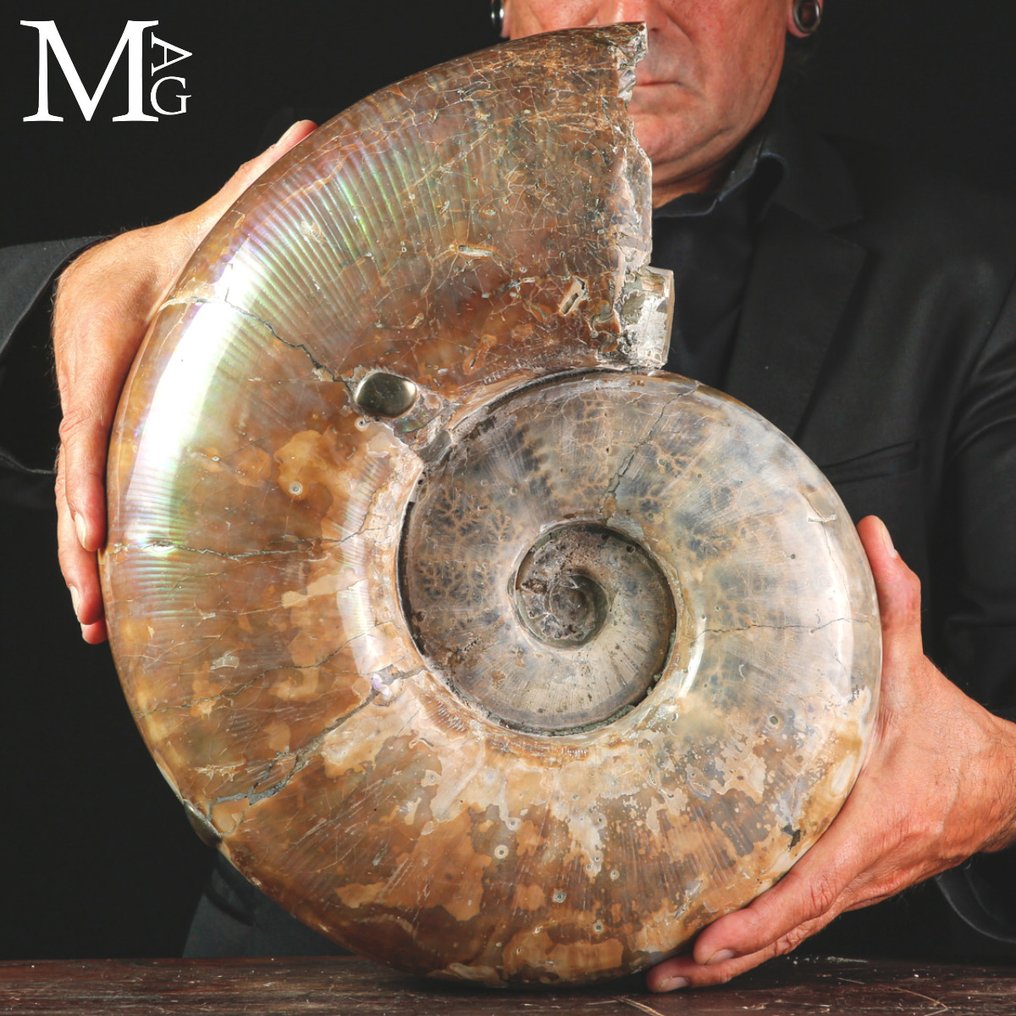 ¡Excelente! - Concha fosilizada - Fossil Ammonite Lytoceras sp. – Opalescent Surface - 390 mm - 330 mm #3.2