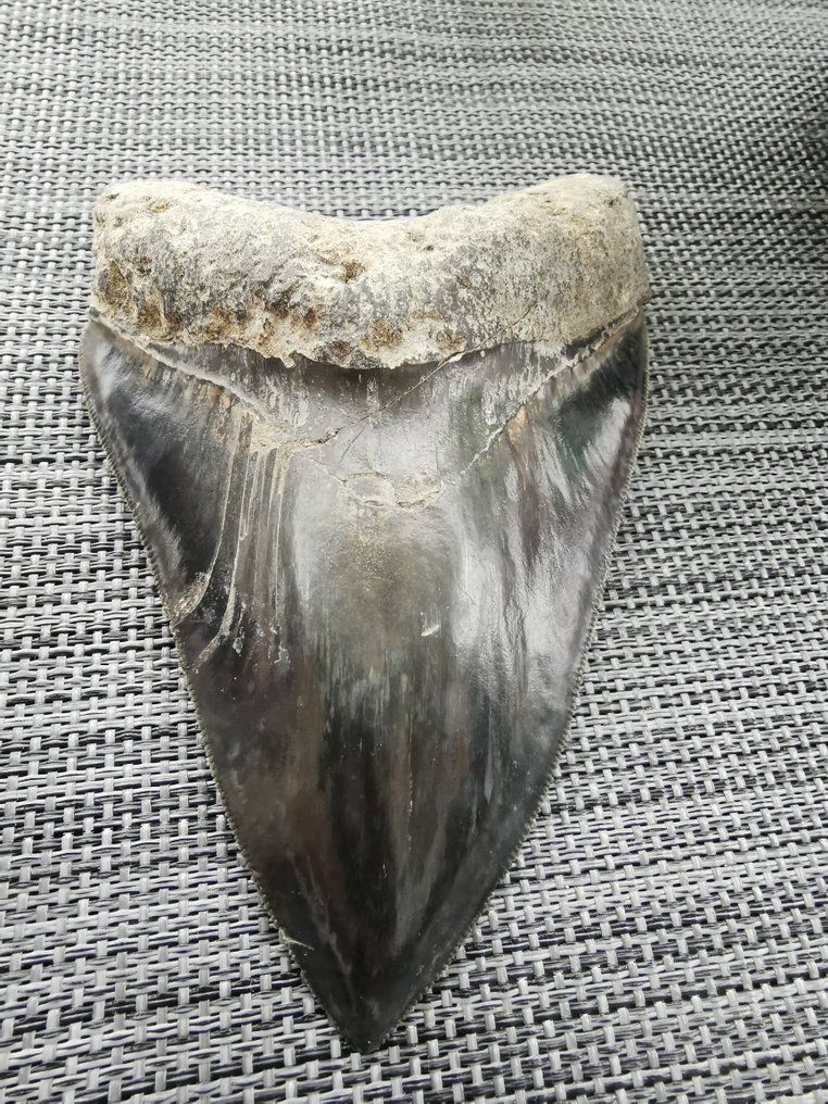 Requin - Dent fossile - Megalodon - 13.5 cm #1.0