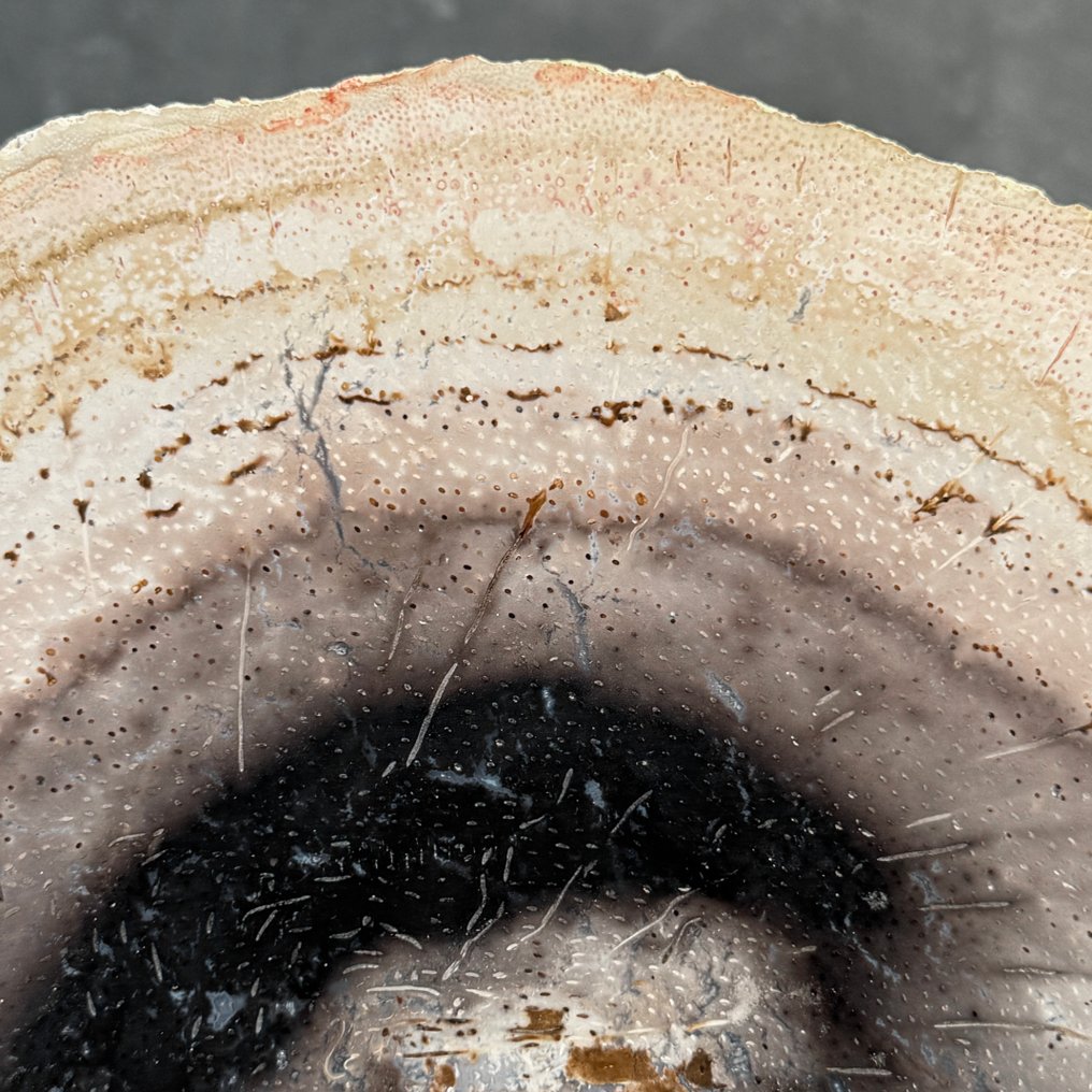 Εντυπωτικό μεγάλο κομμάτι απολιθωμένου ριζώματος φοίνικα σε προσαρμοσμένη βάση. - Απολιθωμένο ξύλο - Palma Fossile  (χωρίς τιμή ασφαλείας) #4.3