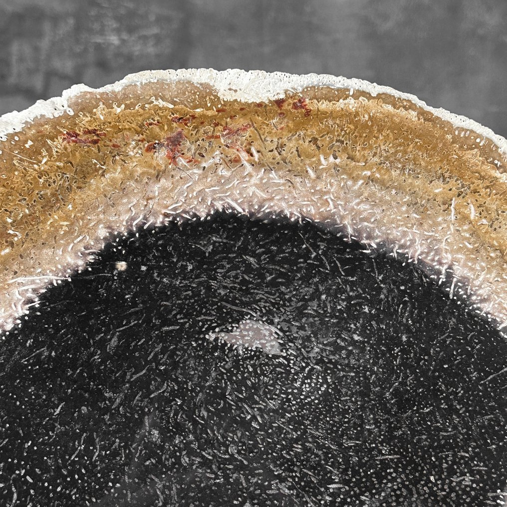 一块美妙的化石化棕榈根片，放在定制的底座上。 - 化石木材 - Palma Fossile  (沒有保留價) #4.3