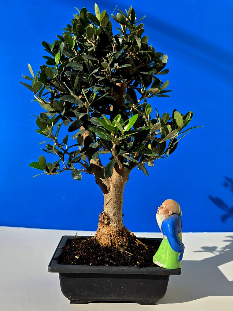 Ελιά μπονσάι (Olea europaea) - Ύψος (Δέντρο): 38 cm - Βάθος (Δέντρο): 12 cm - Ισραήλ #1.0