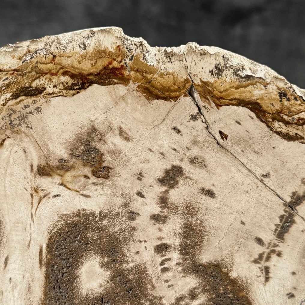 Υπέροχη φέτα πετρωμένου ξύλου σε μια εξατομικευμένη βάση - Απολιθωμένο ξύλο  (χωρίς τιμή ασφαλείας) #4.3