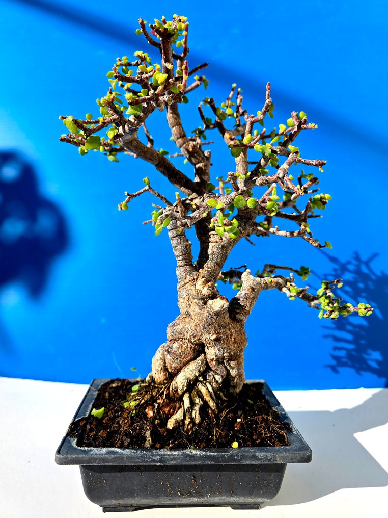 Portulacaria afra Μπονσάι από φελλό και μπράκ - Ύψος (Δέντρο): 33 cm - Βάθος (Δέντρο): 12 cm - Ισραήλ #1.0