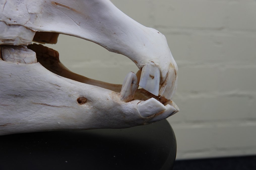 Ζέβρα η κοινή Κρανίο - Equus quagga - 30 cm - 47 cm - 20 cm- Είδη που δεν ανήκουν στο CITES #1.0