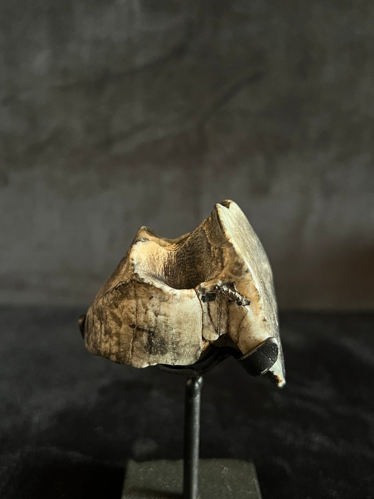 Ρινόκερος της Σουμάτρας - Απολιθωμένο δόντι - Dicerorhinus sumatrensis - 5 cm - 5.5 cm  (χωρίς τιμή ασφαλείας) #1.0