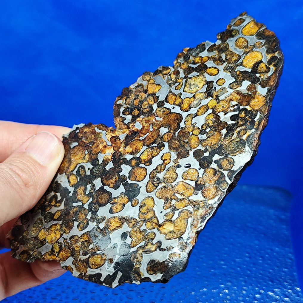 -14.2 厘米！非常棒的PALLASITE切片。SERICHO（肯尼亚，2016） XL SLICE. - 112.4 g #1.0