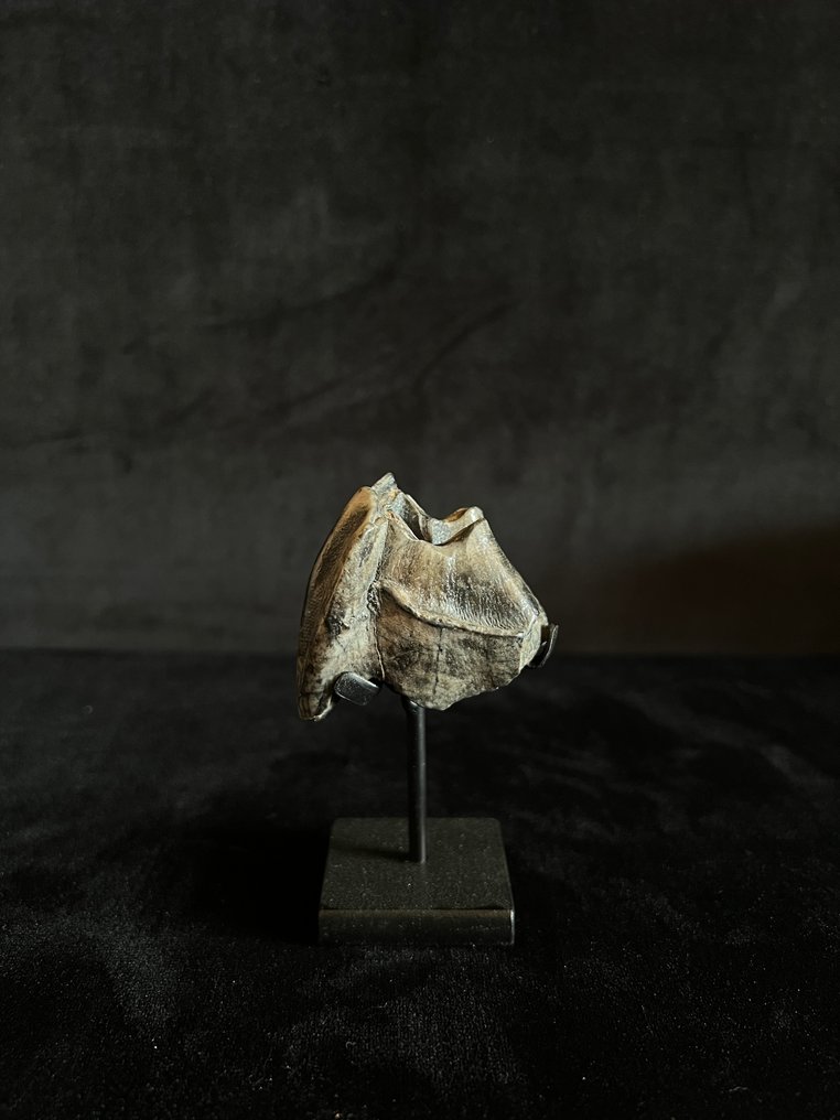 Ρινόκερος της Σουμάτρας - Απολιθωμένο δόντι - Dicerorhinus sumatrensis - 5 cm - 5.5 cm  (χωρίς τιμή ασφαλείας) #2.1