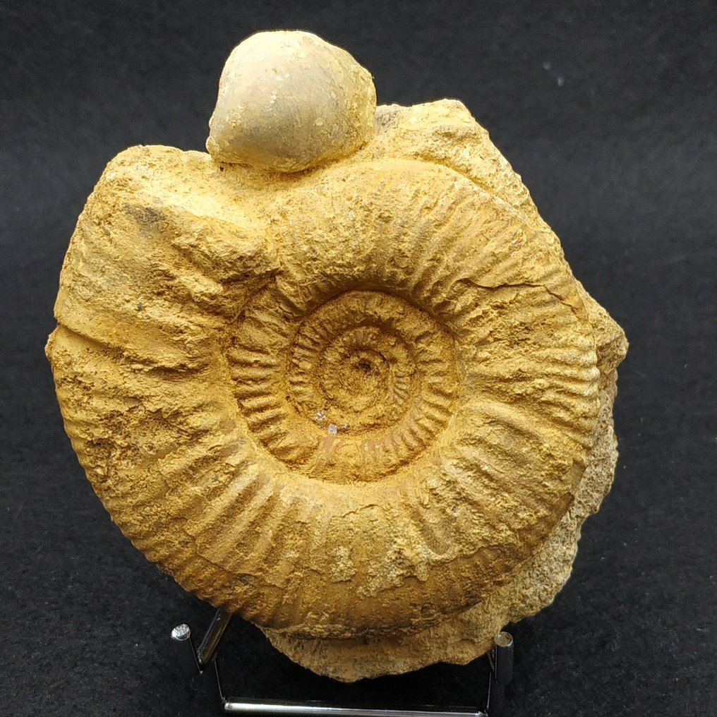 Amonite - Animal fossilizado - Choffatia sp.  (Sem preço de reserva) #4.3