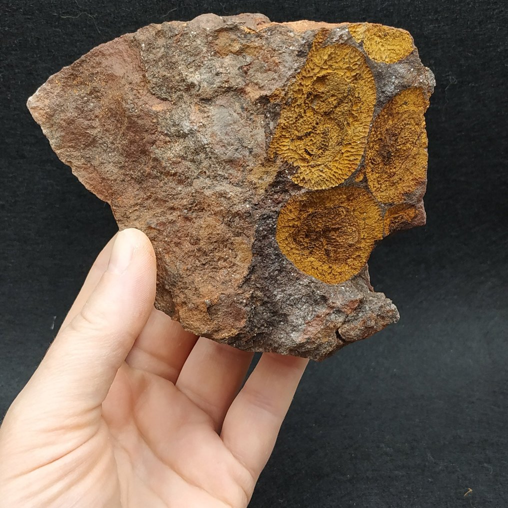 Edrioasteroids - Απολίθωμα μήτρας πλάκας - Euryeschatia reboulorum  (χωρίς τιμή ασφαλείας) #2.1