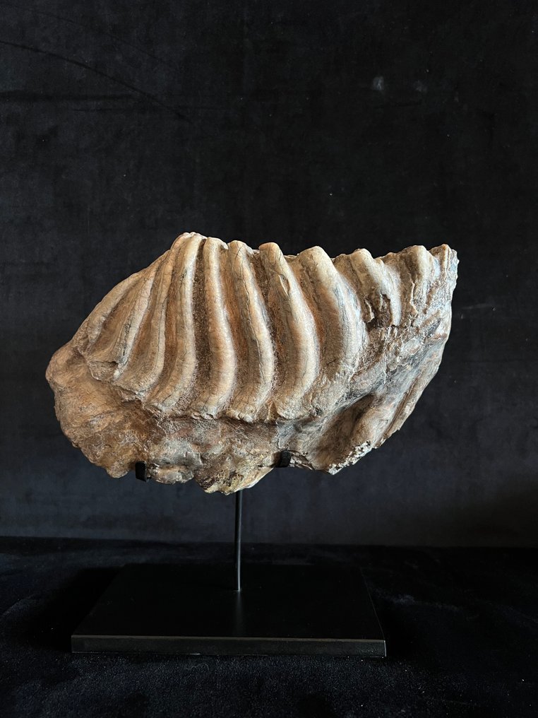 乳齿 - 牙齿化石 - Stegodon - 13.5 cm - 22.5 cm #1.0