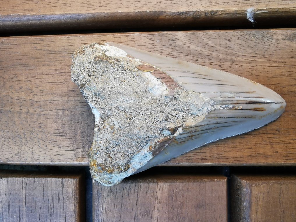 Cápa - Fosszilis fog - Young Megalodon - 6.6 cm - 4.4 cm  (Nincs minimálár) #2.1