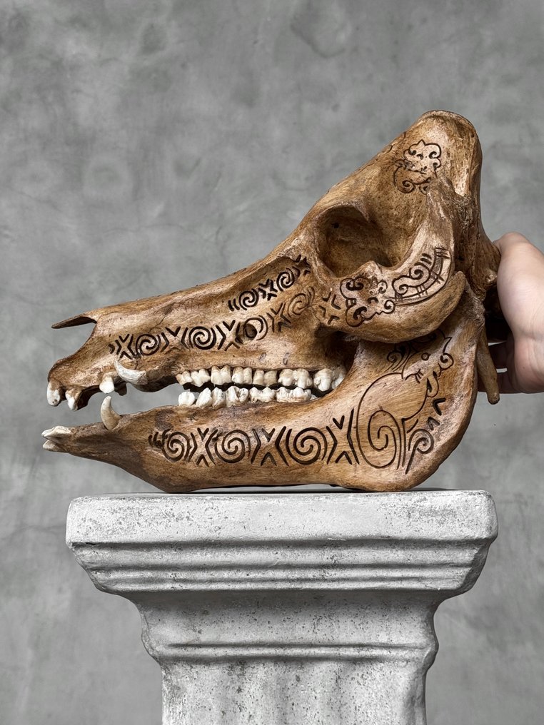 无底价- 精美的棕色雕刻铜绿野猪- 传统巴厘岛图案 雕刻的颅骨 - Suidae sp. - 24 cm - 20 cm - 31 cm- 非《濒危物种公约》物种 -  (1) #1.0