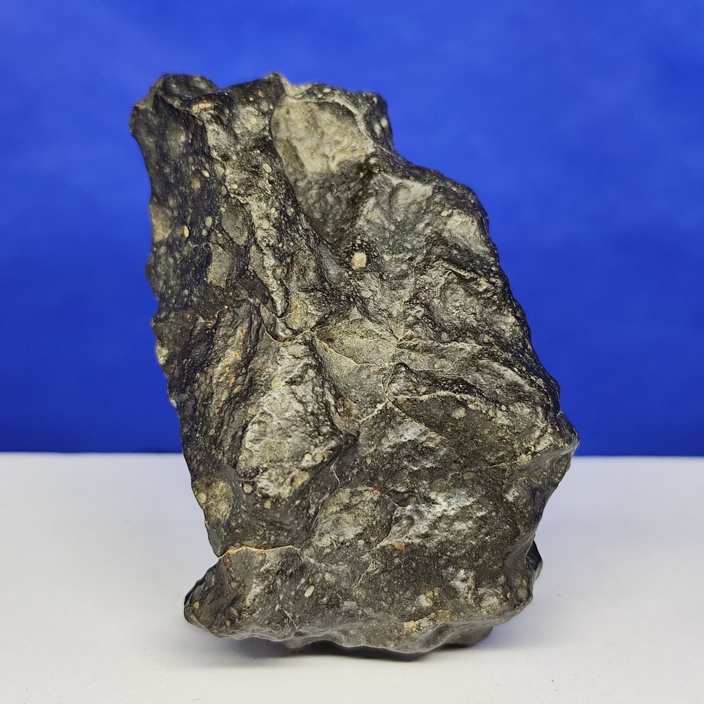 -全球仅1959克- RUMURUTI 玫瑰陨石 R3-6。NWA 13683（撒哈拉，2018年） 特大号件 - 161.3 g #1.0