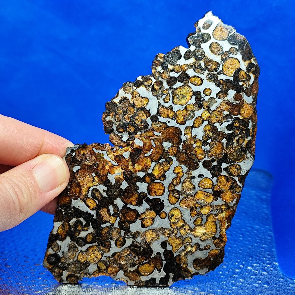 -14.2 厘米！非常棒的PALLASITE切片。SERICHO（肯尼亚，2016） XL SLICE. - 112.4 g #1.0