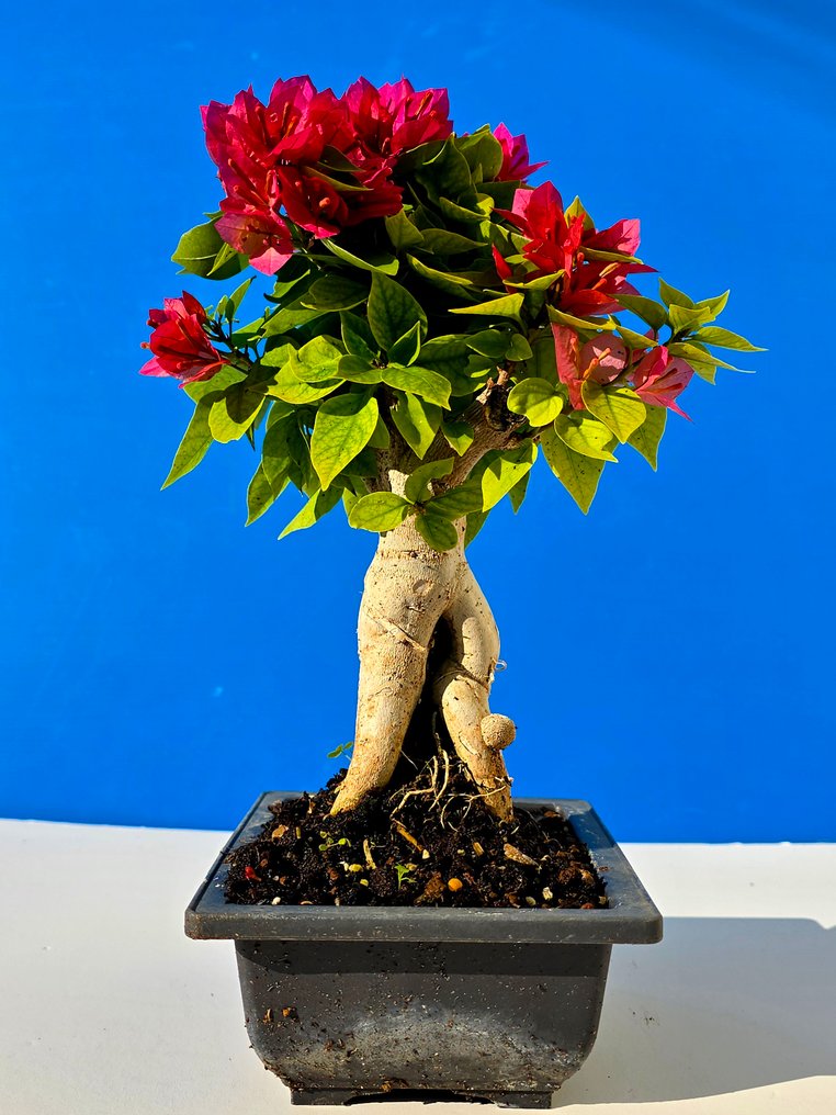 Μπουκαμβίλια 'Mini Thai' Μπονσάι - Ύψος (Δέντρο): 30 cm - Βάθος (Δέντρο): 12 cm - Ισραήλ #3.2