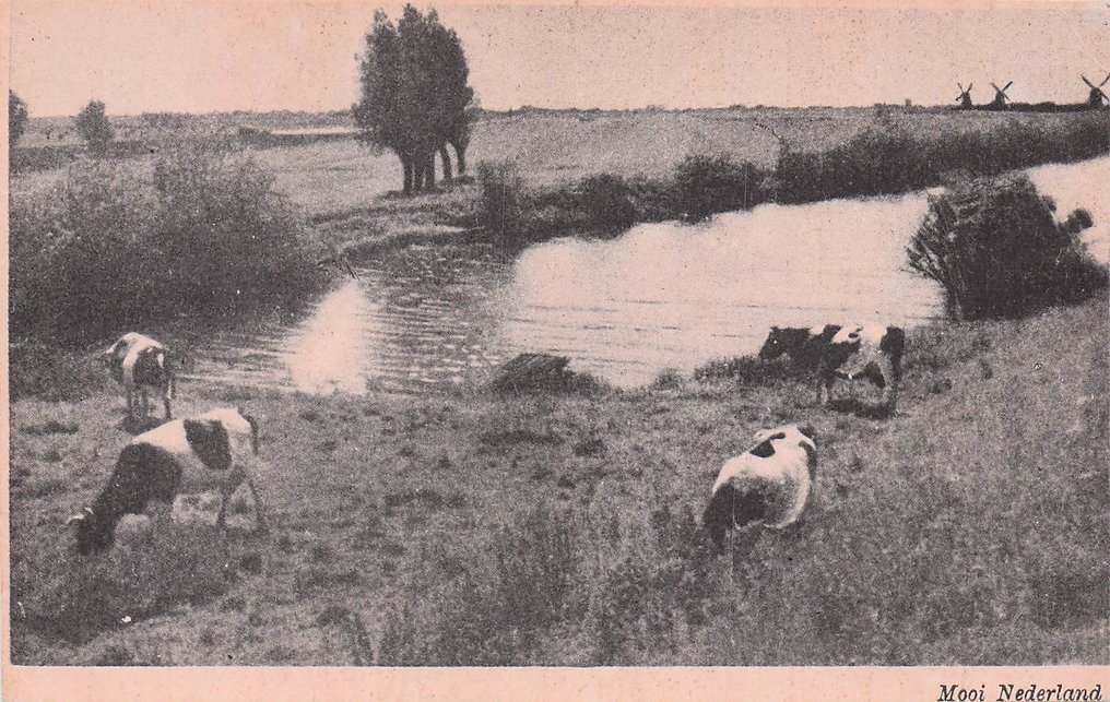 牛，包括一些幻想 - 明信片 (90) - 1905-1970 #3.2