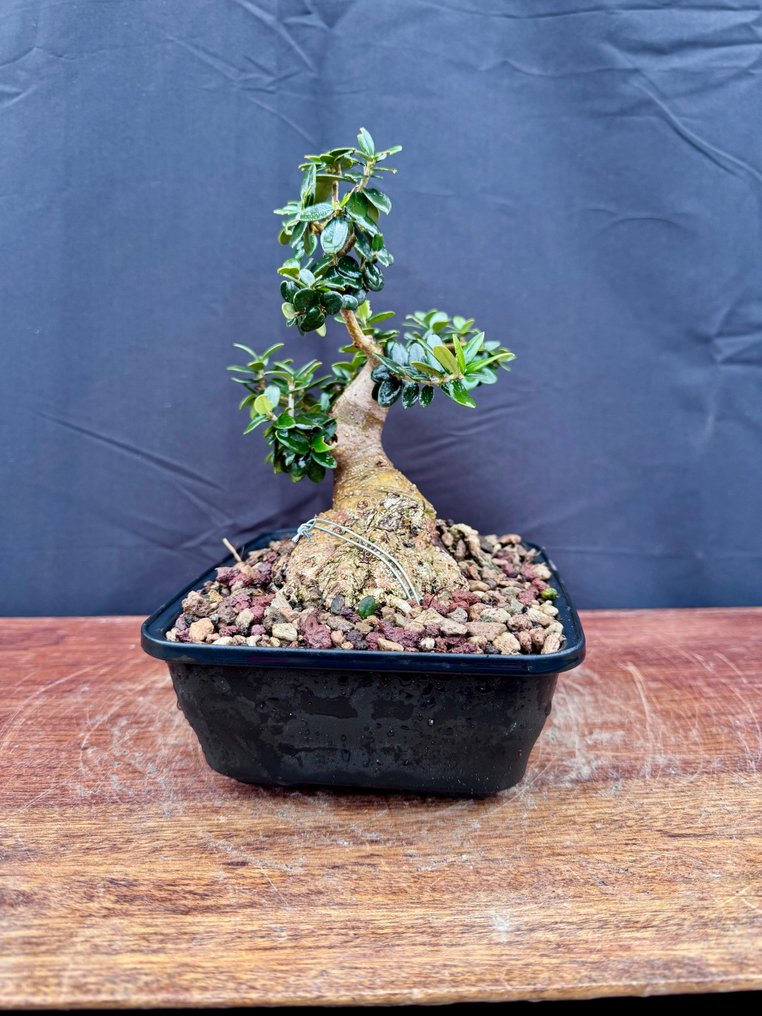 橄榄盆景(油橄榄) - 高度 (树干): 17 cm - 深度 (树干): 13 cm - 意大利 #2.1