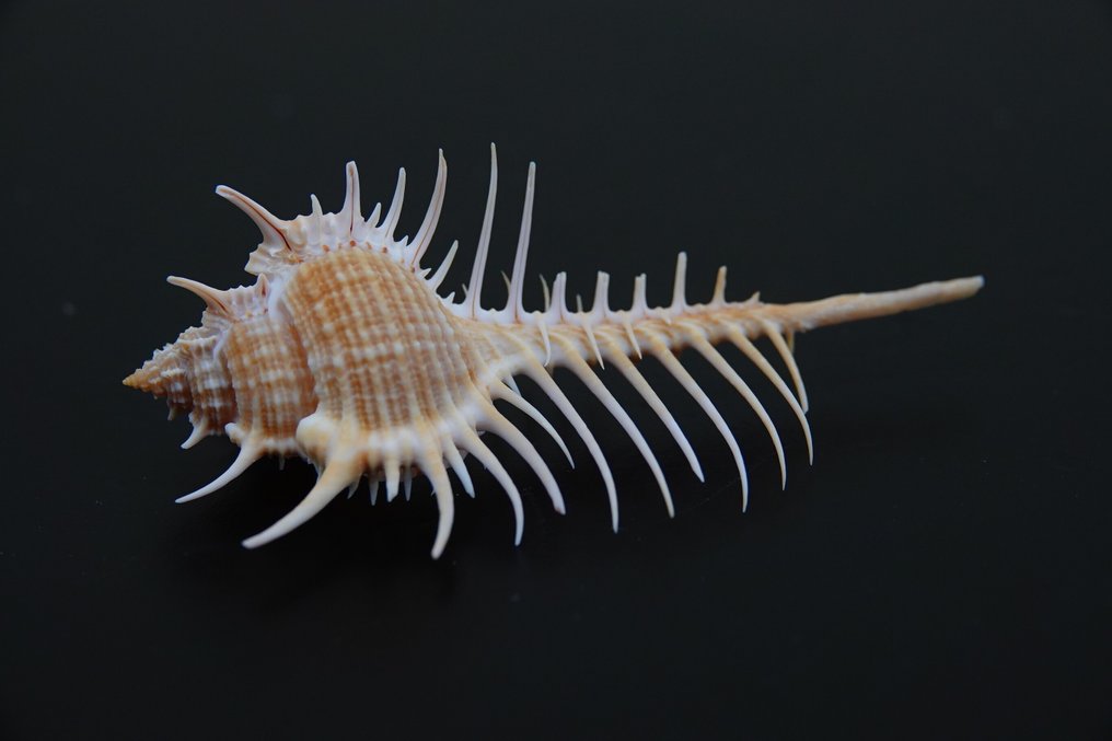 分支的Murex 蛤 - Chicocereus ramosus  (没有保留价) #1.0