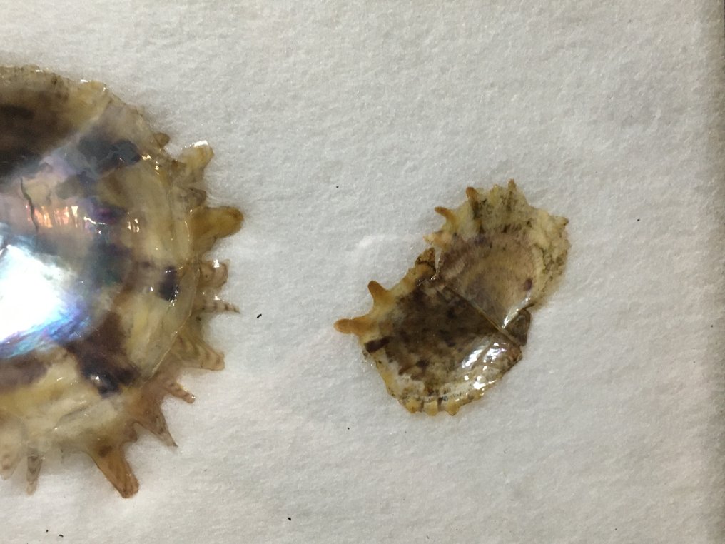 Pearl Allestimento tassidermico a corpo intero - Cultured Pearl - 19 cm - 3 cm - 467 cm - Specie non CITES - 1 #2.1