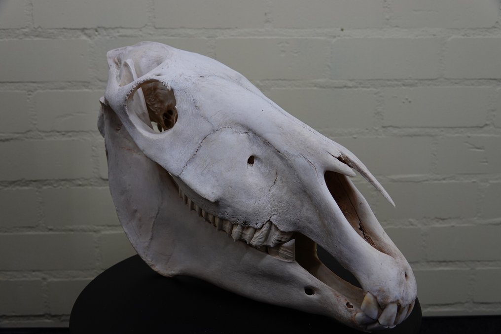 Plains Zebra Skull - Equus quagga - 29 cm - 46 cm - 19 cm- Non-CITES species #4.3