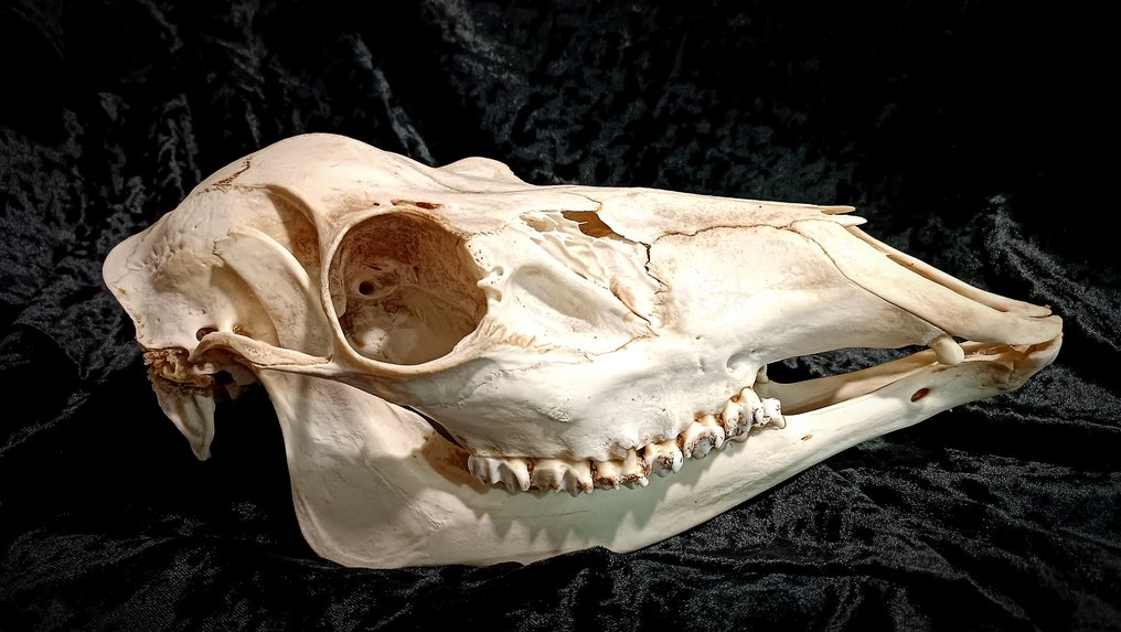 Ελάφι Κρανίο θηλαστικού - Cervus Elaphus - 38 cm - 15 cm - 0 cm- Είδη που δεν ανήκουν στο CITES #2.1