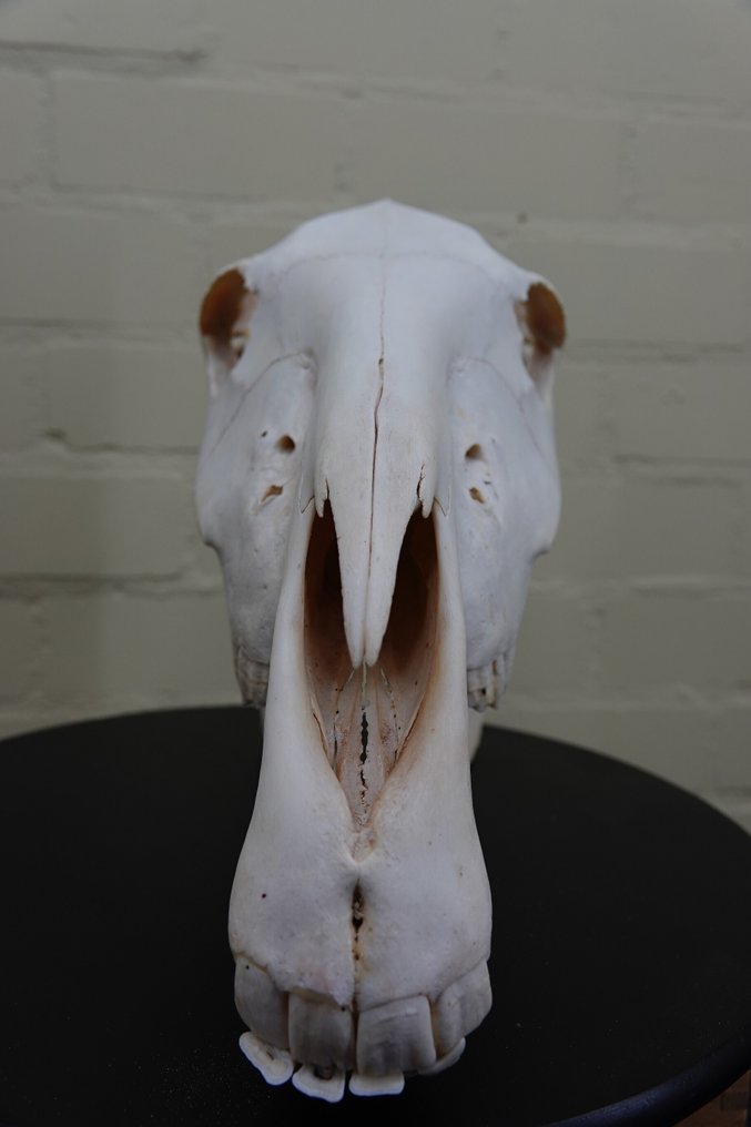 Ζέβρα η κοινή Κρανίο - Equus quagga - 29 cm - 43 cm - 19 cm- Είδη που δεν ανήκουν στο CITES #3.2