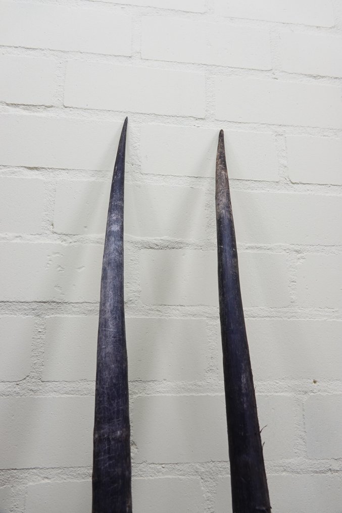 Γκέμσμποκ Κέρατα - Oryx gazella - 3 cm - 3 cm - 97 cm- non-CITES species -  (2) #3.2