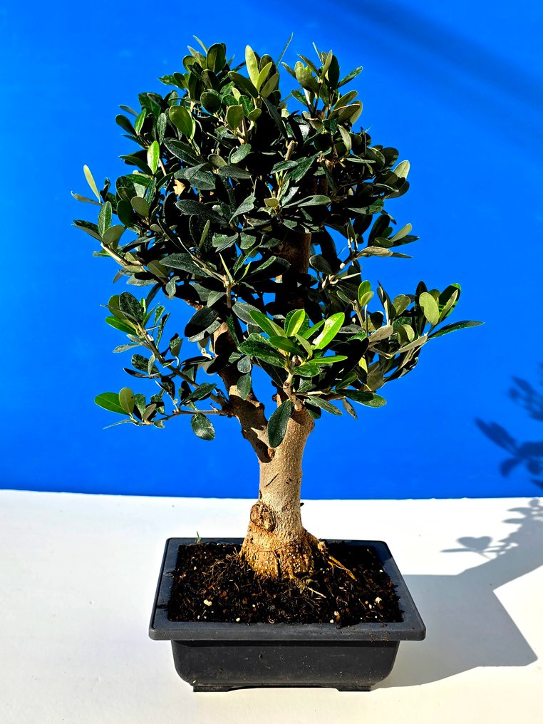 Ελιά μπονσάι (Olea europaea) - Ύψος (Δέντρο): 38 cm - Βάθος (Δέντρο): 12 cm - Ισραήλ #1.0