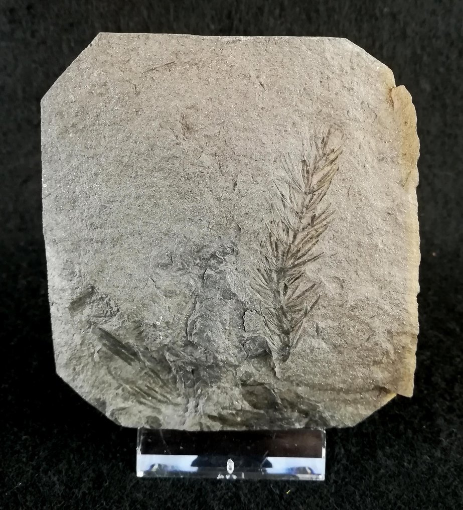 Fóssil de planta com preservação excepcional!! - Cola de caballo (equisetales) - Planta fossilizada - Asterophyllites equisetiformis (SCHLOTHEIM;  BRONGNIART, 1828) - 85 mm - 75 mm  (Sem preço de reserva) #2.1