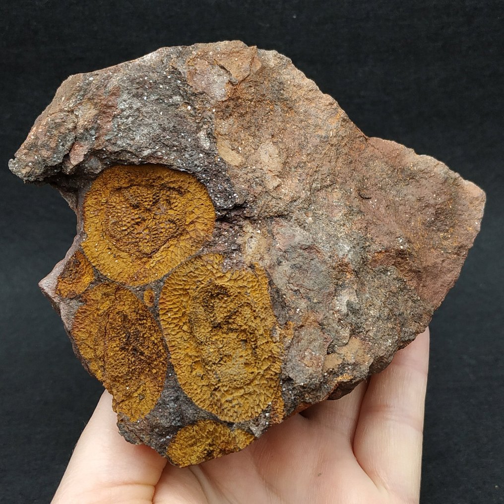 Edrioasteroids - Απολίθωμα μήτρας πλάκας - Euryeschatia reboulorum  (χωρίς τιμή ασφαλείας) #1.0