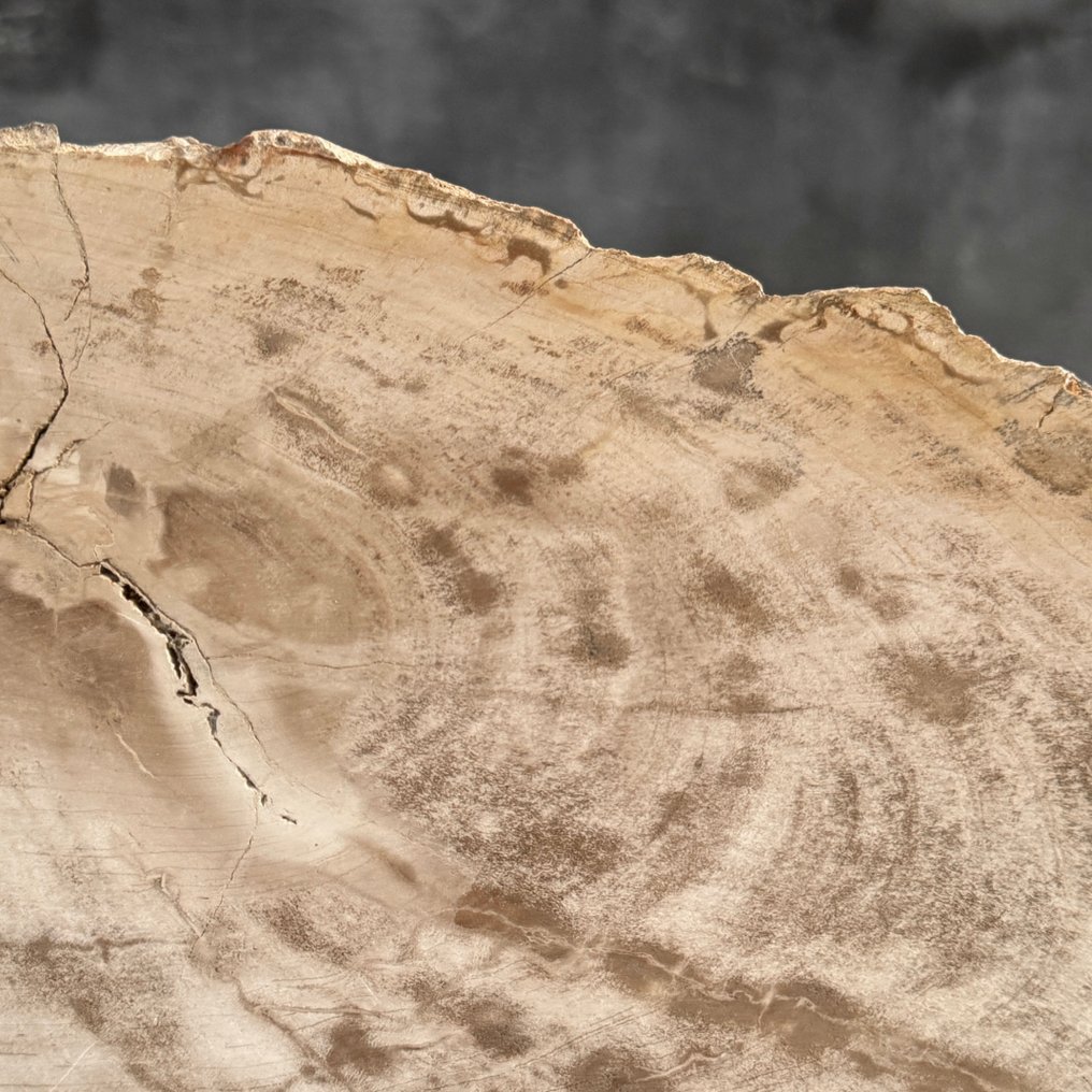 Υπέροχη μεγάλη φεγγίτης κορυφής ξύλου σε ειδική βάση - Απολιθωμένο ξύλο  (χωρίς τιμή ασφαλείας) #4.3