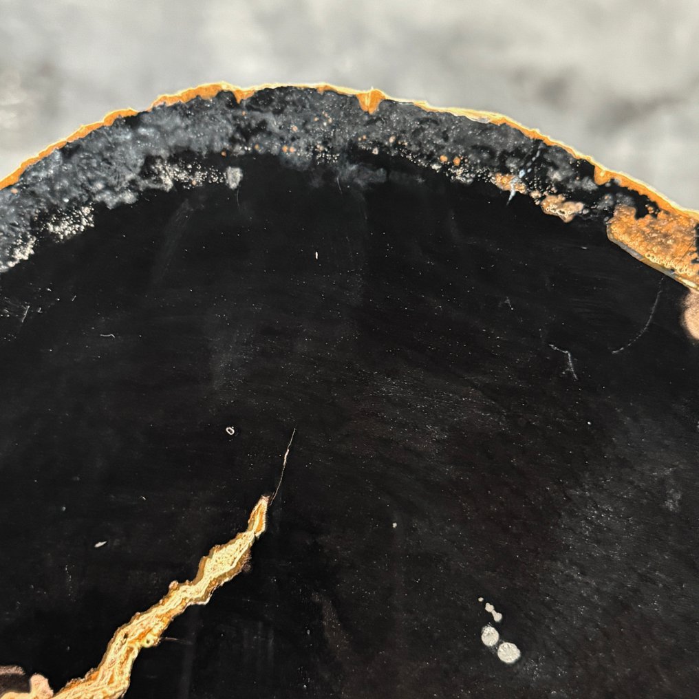 令人惊叹的化石木片，放置在定制底座上。 - 化石木材  (没有保留价) #4.3