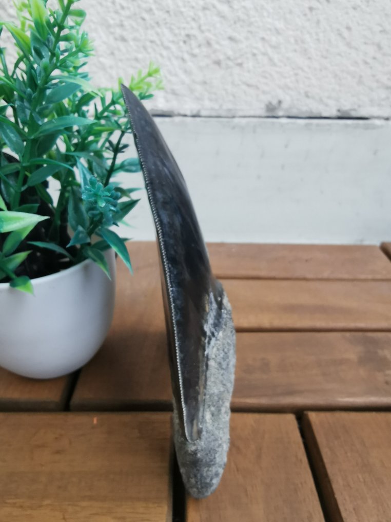 Requin - Dent fossile - Megalodon - 13.5 cm #4.3