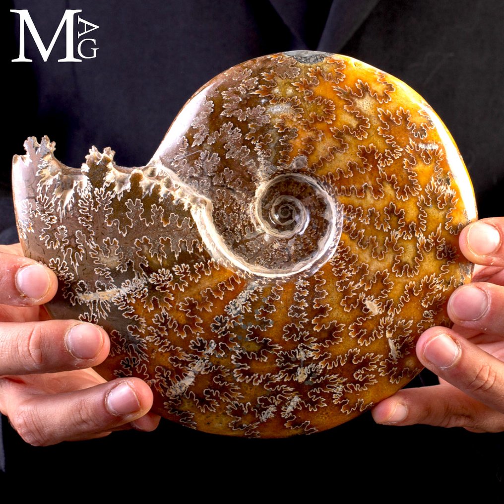 菊石化石 - Aioloceras (Cleoniceras) sp. - 非常珍贵的菊石标本 - 高度: 170 mm - 宽度: 150 mm- 855 g #4.3