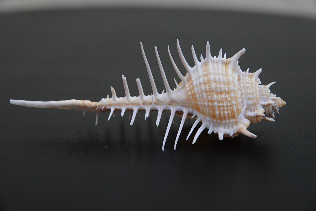 分支的Murex 蛤 - Chicocereus ramosus  (没有保留价) #3.2