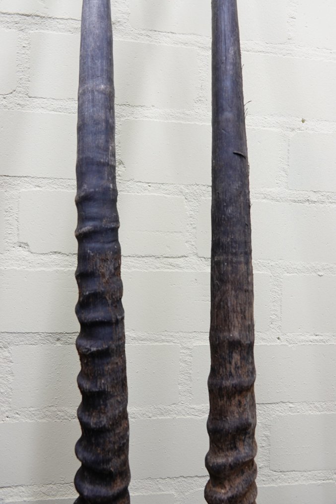 Γκέμσμποκ Κέρατα - Oryx gazella - 3 cm - 3 cm - 97 cm- non-CITES species -  (2) #2.1