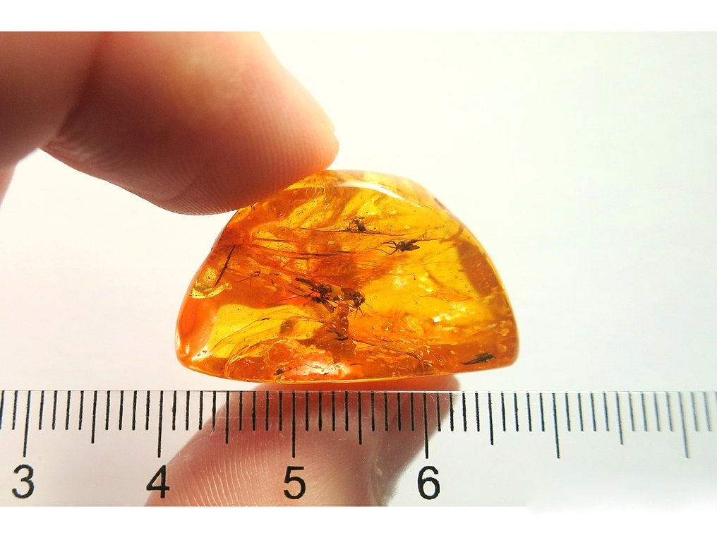 Amber - Amber - Spider - 29 mm - 16 mm  (No reserve price) #3.2