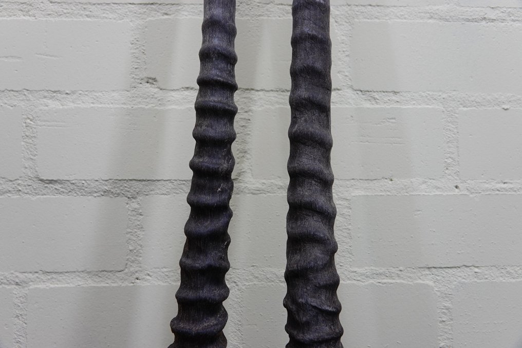 南非长角羚 角 - Oryx gazella - 3 cm - 3 cm - 81 cm- non-CITES species -  (2) #2.1