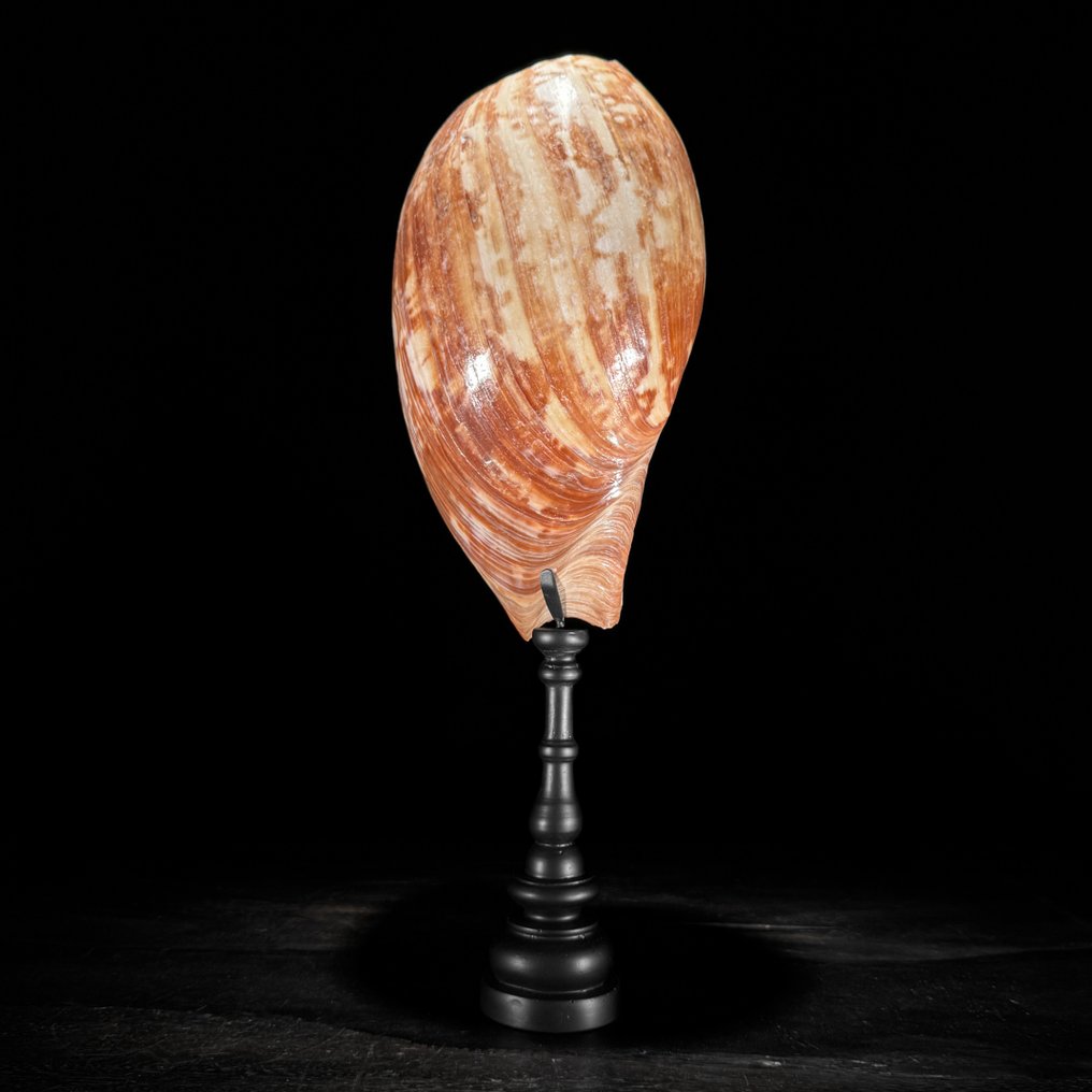 梅洛陶罐壳，放在定制的底座上 海贝 - Melo Amphora  (没有保留价) #4.3