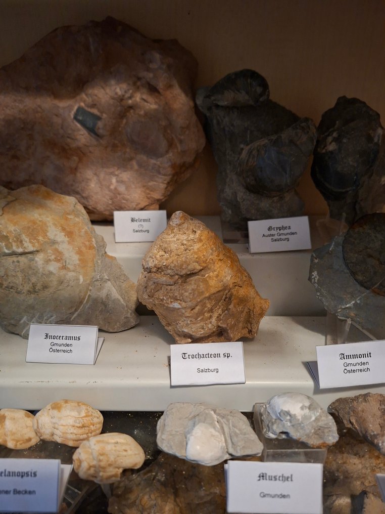 Παλαιά συλλογή απολιθωμάτων πάνω από 20 τεμάχια. - Απολιθωμένη μήτρα  (χωρίς τιμή ασφαλείας) #3.2