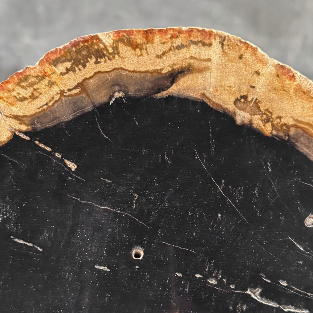 美妙的化石木切片，配有定制支架 - 化石木材  (没有保留价) #4.3