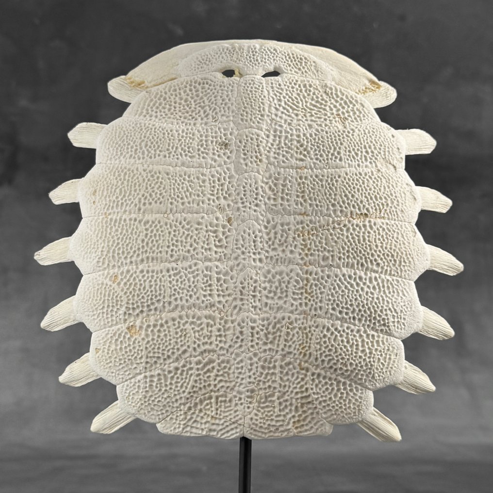 Χωρίς ελάχιστη τιμή - Εκθαμβωτικό καβούκι χελώνας soft-shell από την Κίνα σε ειδική βάση. Οστό - Pelodiscus Sinensis - 32 cm - 23 cm - 7 cm- Είδη που δεν ανήκουν στο CITES - (1) #4.3