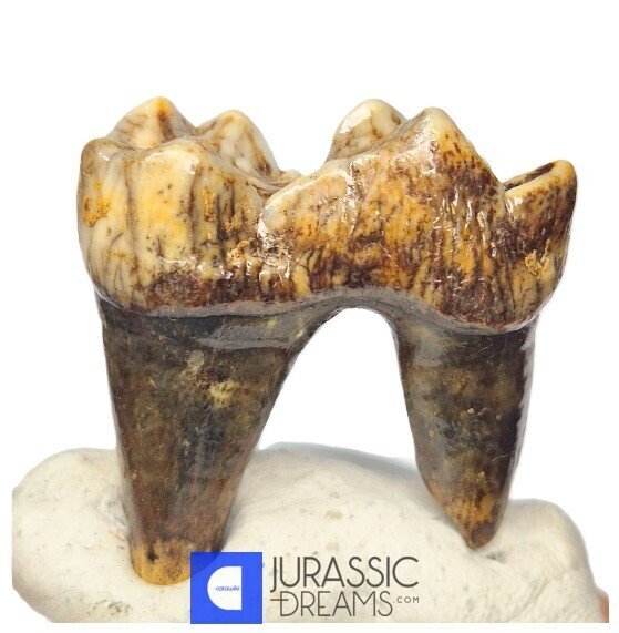 Γεμιστό βαθμίδας Ice Age Cave Bear (Ursus spelaeus) κάτω γνάθιος δόντι γομφίος (M1) - Απολιθωμένο δόντι #3.2