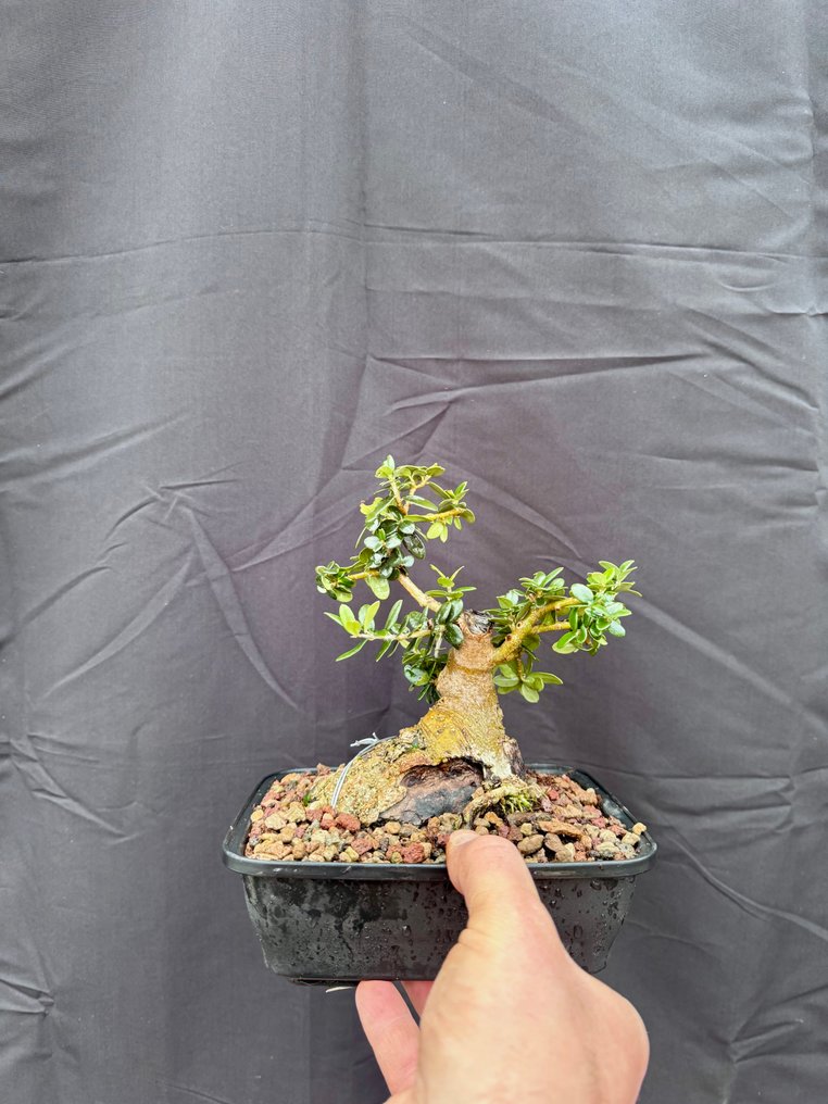 橄榄盆景(油橄榄) - 高度 (树干): 17 cm - 深度 (树干): 13 cm - 意大利 #1.0