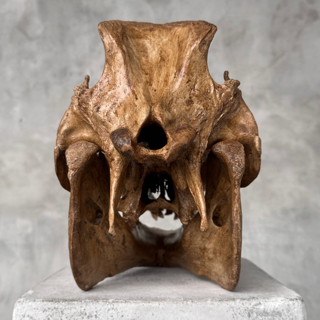 无底价- 精美的棕色雕刻铜绿野猪- 传统巴厘岛图案 雕刻的颅骨 - Suidae sp. - 24 cm - 20 cm - 31 cm- 非《濒危物种公约》物种 -  (1) #4.3