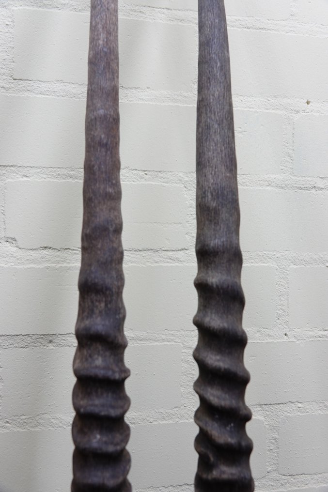 南非长角羚 角 - Oryx gazella - 3 cm - 3 cm - 90 cm- non-CITES species -  (2) #2.1