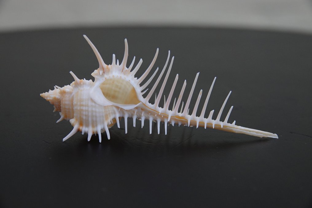 Κλαδωτό Murex Αχιβάδα - Chicocereus ramosus  (χωρίς τιμή ασφαλείας) #3.2