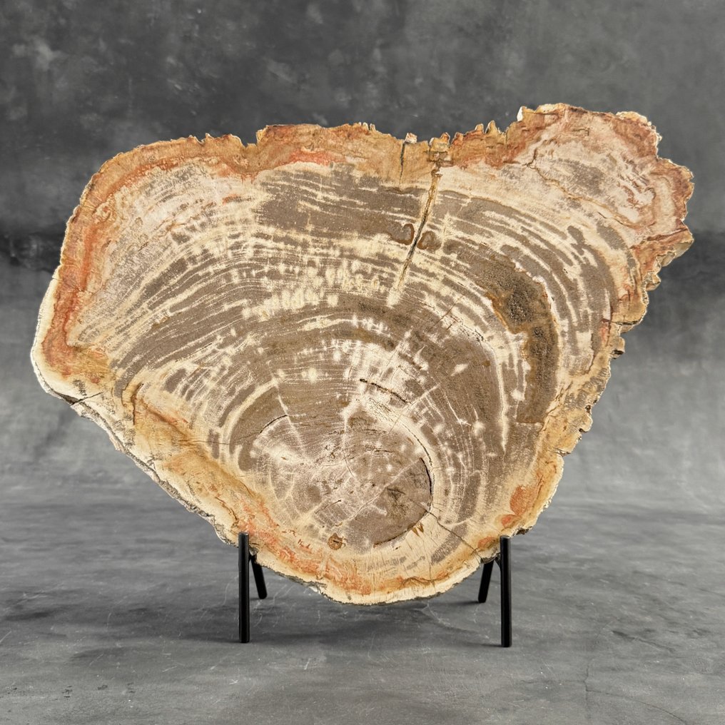 Εντυπωτικό μεγάλο κομμάτι πετρωμένου ξύλου σε ειδική βάση. - Απολιθωμένο ξύλο - 41.5 cm - 51 cm  (χωρίς τιμή ασφαλείας) #2.1