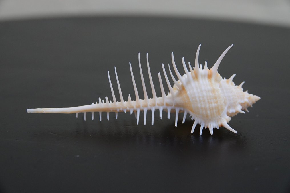 Κλαδωτό Murex Αχιβάδα - Chicocereus ramosus  (χωρίς τιμή ασφαλείας) #1.0